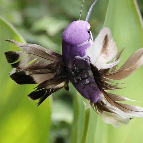 Hummingbird Birds